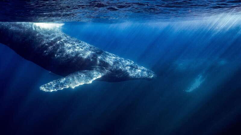 La Paz or La Ventana: Ocean Safari - Diving Into the Details of the Ocean Safari