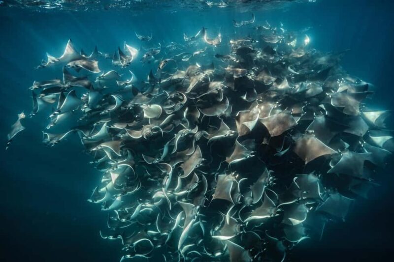 La Paz or La Ventana: Ocean Safari - Why This Tour Stands Out