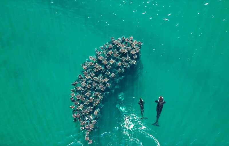 La Paz or La Ventana: Ocean Safari - Who Would Love This Experience?