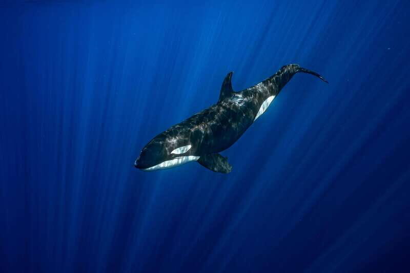 La Paz or La Ventana: Ocean Safari - Final Thoughts: Is It Worth It?
