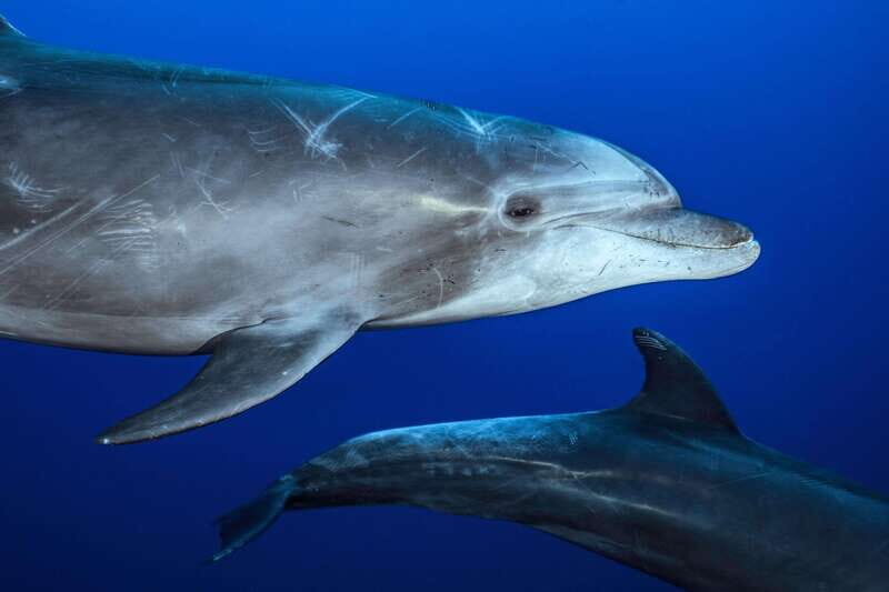 La Paz or La Ventana: Ocean Safari - FAQ