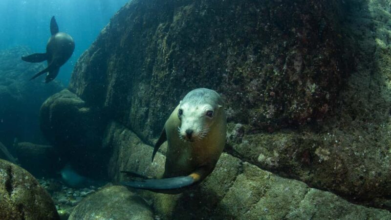 La Paz: Sea Lions & Mega-Paddleboard Tour in Espiritu Santo - Practical Details and What to Expect