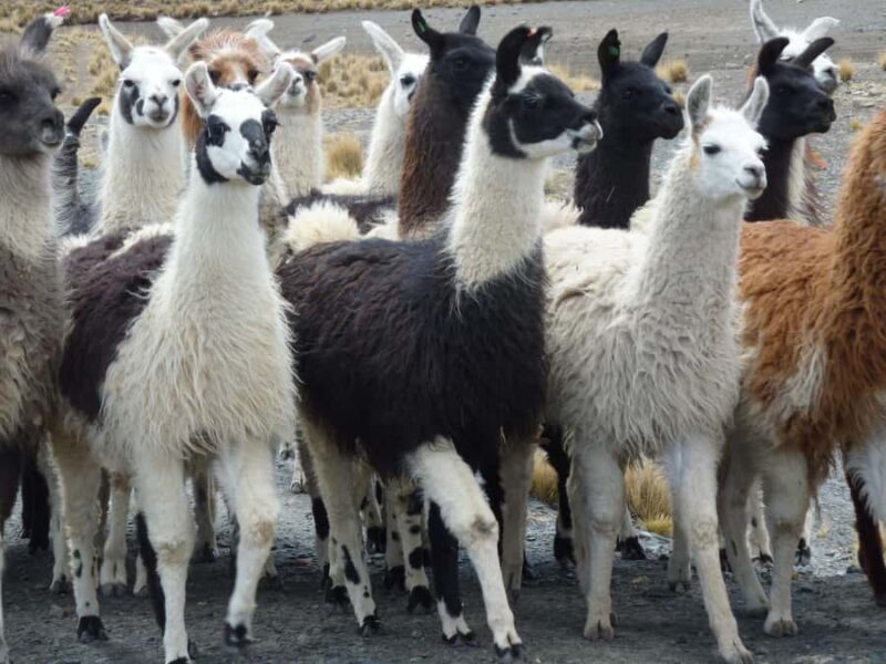 La Paz Tour: Condoriri -Pico Austria - Huayna Potosi 5 DAYS - Who Is This Tour Best For?