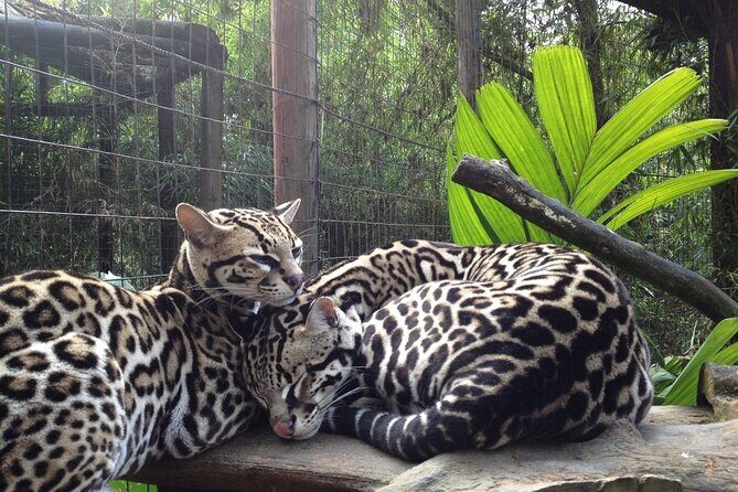 La Paz Waterfall Gardens and Tabacon Hot Springs Private Day Tour from San Jose - Who Will Love This Tour?