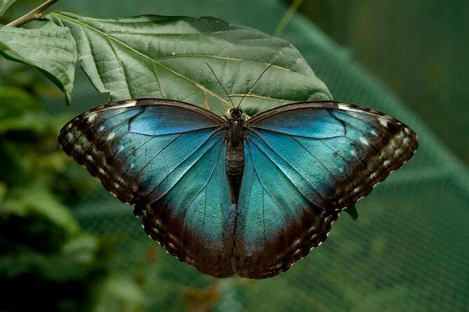 La Paz Waterfall Gardens and Wildlife Refuge Tour from San Jose - Key Points