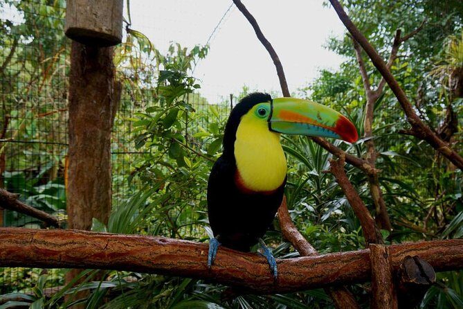 La Paz Waterfall Gardens From San José - Key Points