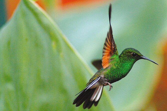 La Paz Waterfall Gardens Nature Park Full-Day Tour - A Full-Day Adventure at La Paz Waterfall Gardens: Nature, Wildlife, and Coffee