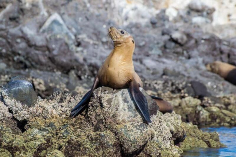 La Paz: Whale Shark and Sea Lions Snorkeling Tour - The Experience and Its Highlights