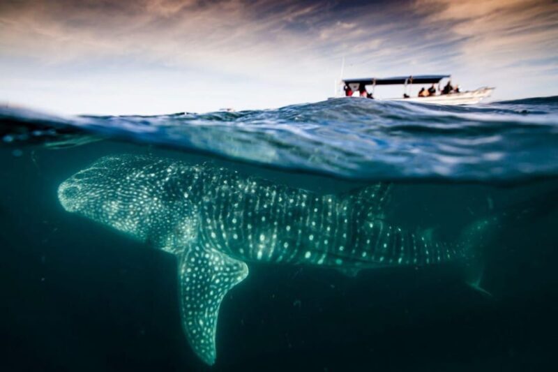 La Paz: Whale Shark and Sea Lions Snorkeling Tour - FAQ