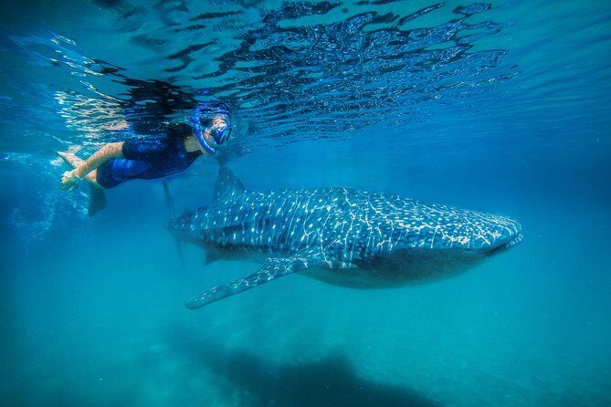 La Paz Whale Shark Snorkeling Tour and Lunch From Los Cabos - Navigating the Full-Day Adventure