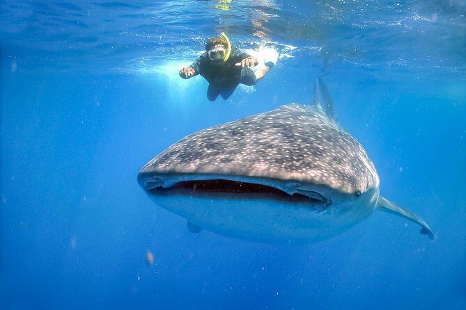 La Paz Whale Shark Snorkeling Tour and Lunch From Los Cabos - Frequently Asked Questions