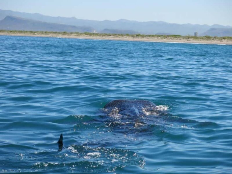 La Paz: Whale Shark Snorkeling Tour - Key Points