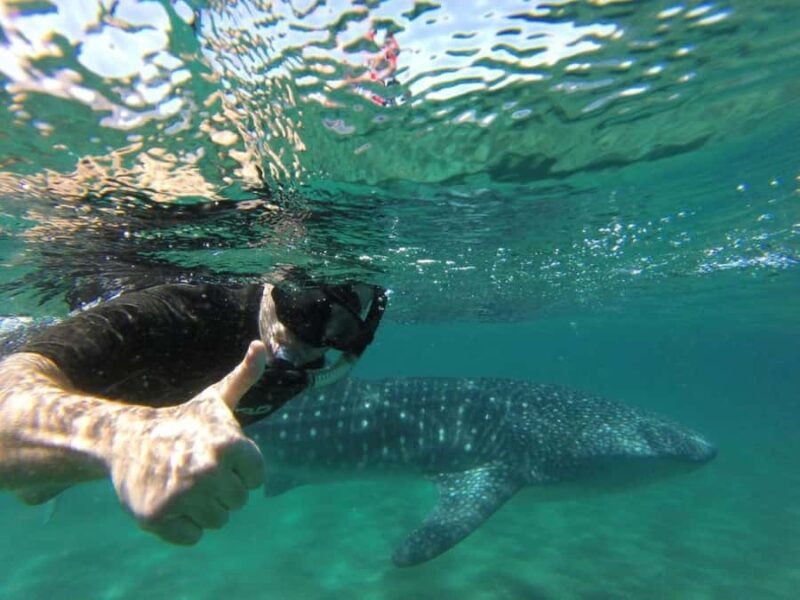 La Paz: Whale Shark Snorkeling Tour - FAQ