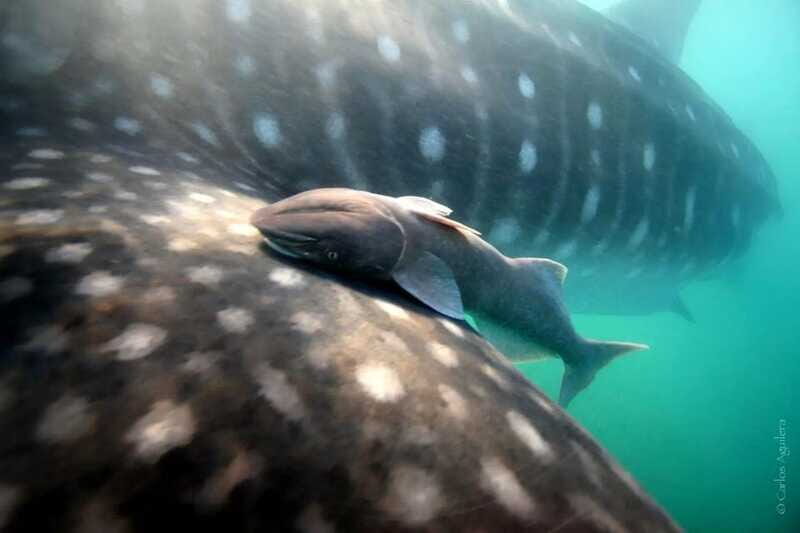 La Paz: Whale Shark Swimming Adventure with Marine Biologist - Who Will Love This Tour?