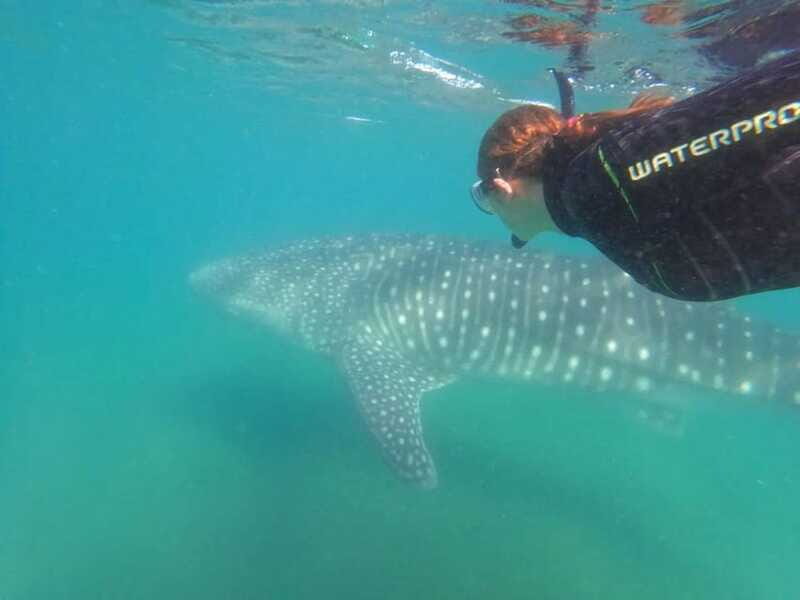 La Paz: Whale Shark Swimming Adventure with Marine Biologist - FAQ