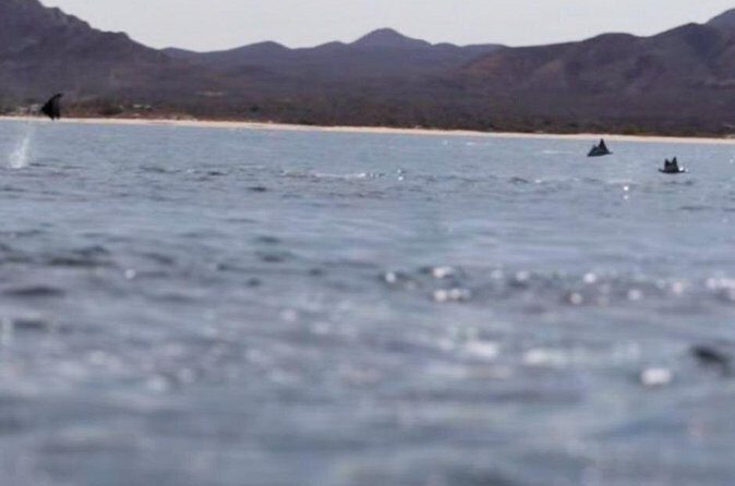 La Paz Wildlife Ocean Safari & Beach Club Leisure in La Ventana - Assessing the Value