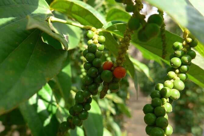 La Plantation tour (discovering Kampot Pepper) + Lunch - Key Points