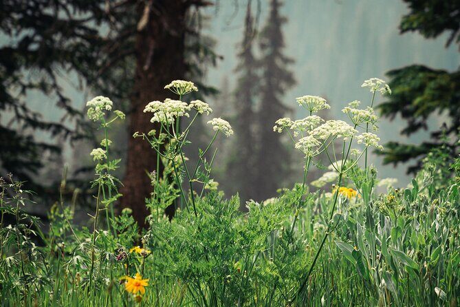 La Plata Canyon Jeep Tour in Colorado - Exploring La Plata Canyon Jeep Tour in Depth