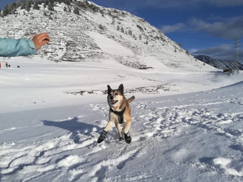 La Raya: Fuentes de Invierno Snowshoe Walk - Who Should Consider This Snowshoe Walk?