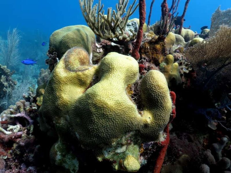 La Romana: Catalina Island for Mein Schiff Cruise Passengers - Authenticity and Value for Money