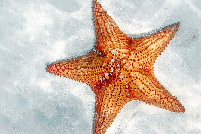 La Romana: Saona Crusoe VIP - Kreuzfahrtgäste - In The Sum Up