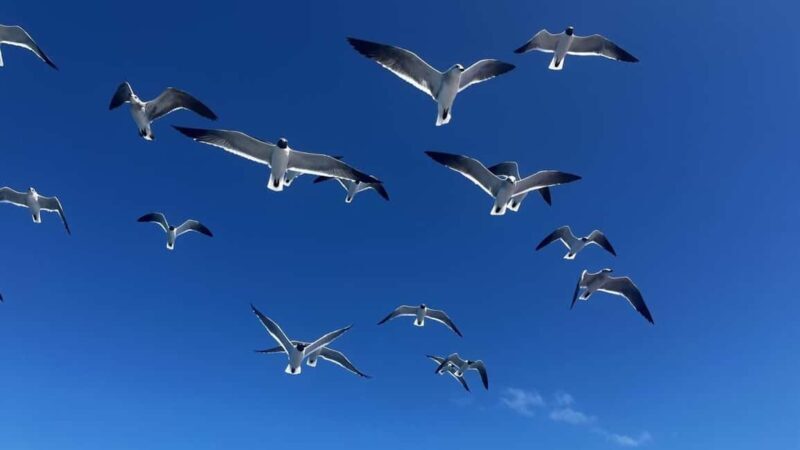 La Romana: Saona Island for Norwegian Sky Cruise Passengers - FAQs