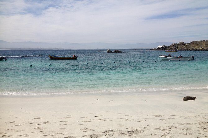 La Serena: Full day to Isla Damas & Humbolt Pinguino National Reserve - Key Points