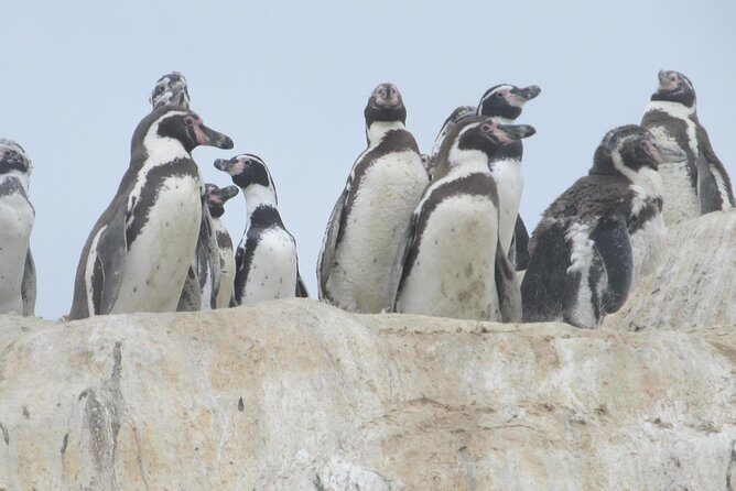 La Serena: Full day to Isla Damas & Humbolt Pinguino National Reserve - A Detailed Look at the Experience