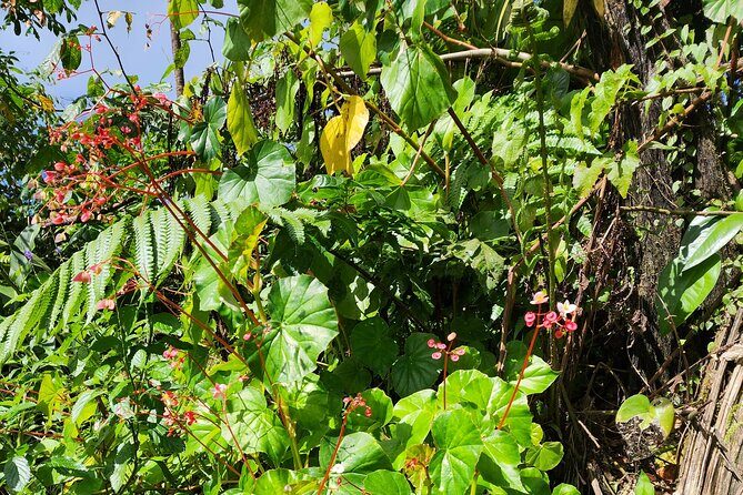 La Soufriere Volcano Adventure - Final Thoughts: Who Should Consider This Tour?