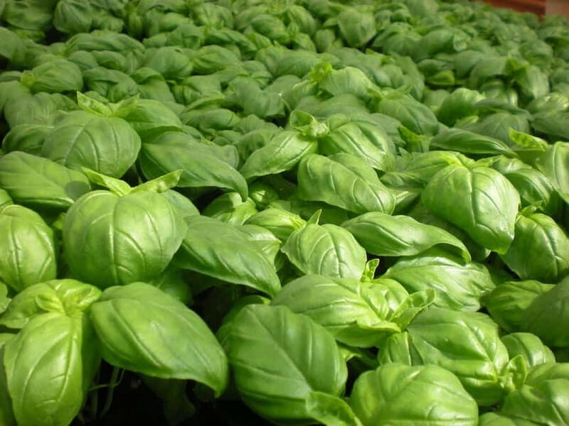 La Spezia: Pesto Making Class with Focaccia and Drink - Exploring the Delight of a Pesto Making Class in La Spezia