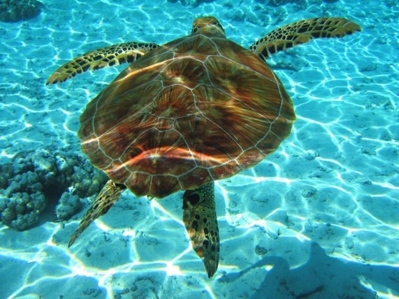 Laganas Zakynthos: Marathonissi, Keri Caves and Turtles Spot - Key Points