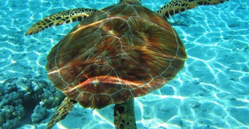 Laganas Zakynthos: Marathonissi, Keri Caves and Turtles Spot - An In-Depth Look at the Zakynthos Marine Park Boat Tour