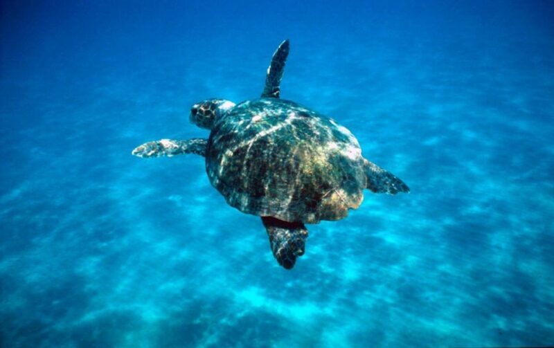 Laganas Zakynthos: Marathonissi, Keri Caves and Turtles Spot - FAQs