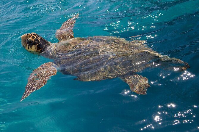Laganas Zakynthos: Marathonissi, Keri Caves and Turtles Spotting - Final Thoughts: Is This Tour Worth It?