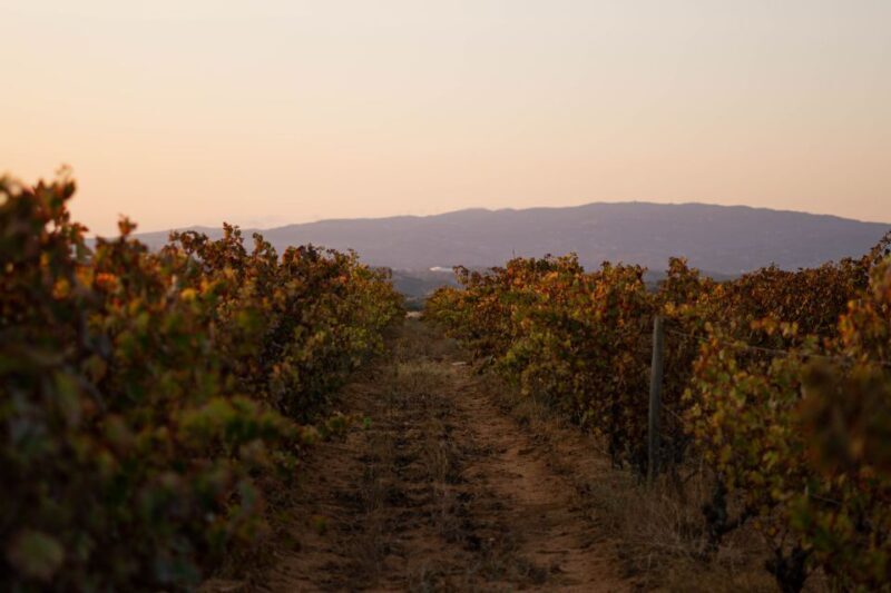 Lagoa: 2.5-Hour Vineyard Dinner with Winetasting - Who Will Love This Tour?