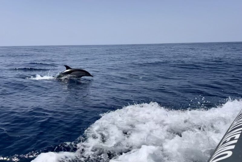 Lagoa: Dolphin Watching & Benagil Tour with Biologist Guide - Lagoa: Dolphin Watching & Benagil Tour with Biologist Guide — a Deep Dive