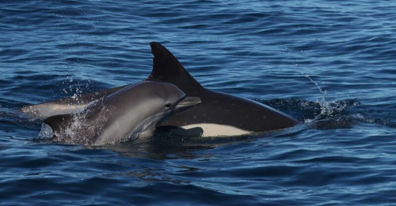 Lagoa: Dolphin Watching & Benagil Tour with Biologist Guide - Why This Tour Stands Out