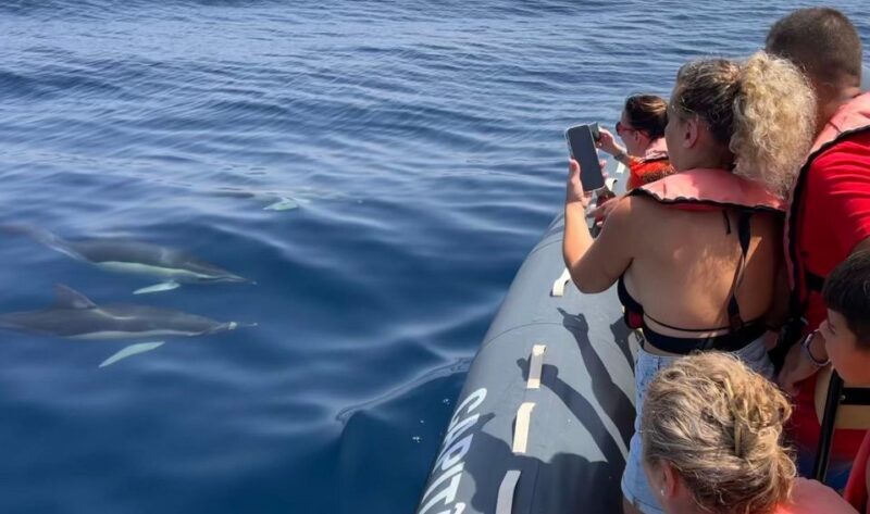 Lagoa: Dolphins Expedition with biologist guide on board - Key Points