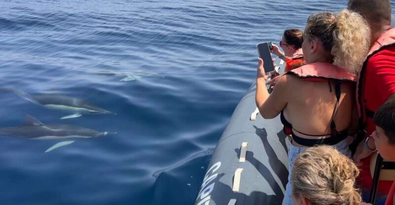 Lagoa: Dolphins Expedition with biologist guide on board - The Experience in Detail