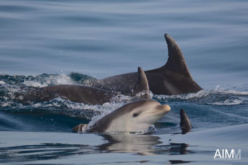 Lagoa: Dolphins Expedition with biologist guide on board - Authenticity & Reviews from Travelers
