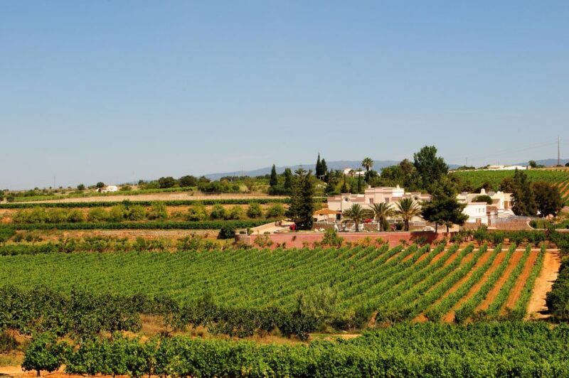 Lagoa: Guided Winery Tour and Local Wine Tasting - Lagoa: Guided Winery Tour and Local Wine Tasting