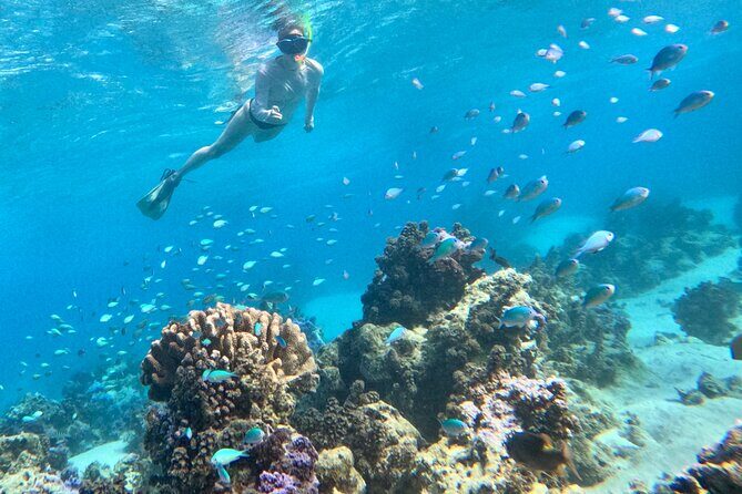 Lagoon and Wildlife Discovery on a Private Boat in Moorea - FAQ