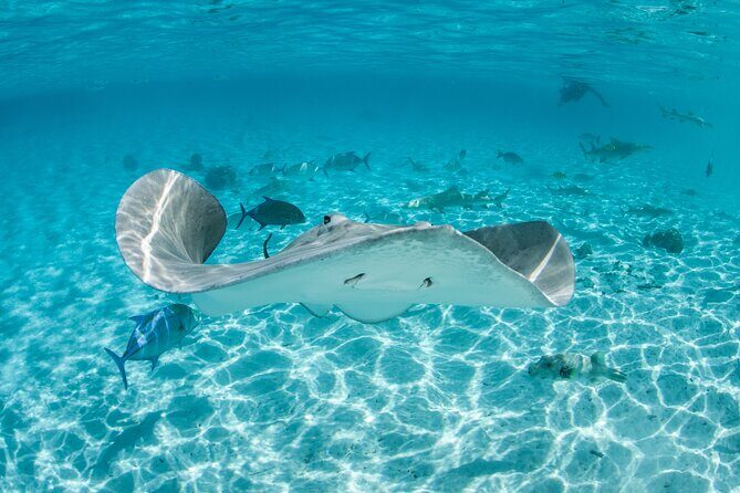Lagoon Exploration and Snorkeling in Moorea - Experience the Beauty of Moorea with Lagoon Exploration and Snorkeling