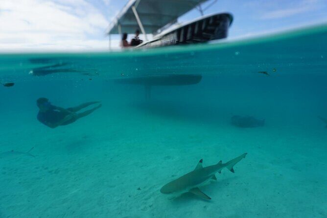 Lagoon Exploration and Snorkeling in Moorea - Key Points