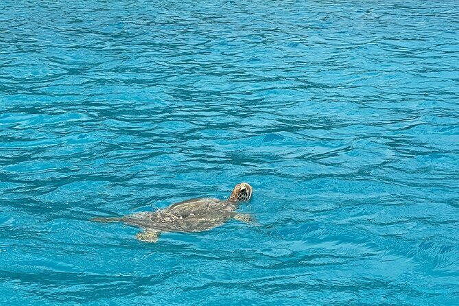 Lagoon Exploration and Snorkeling in Moorea - Final Thoughts