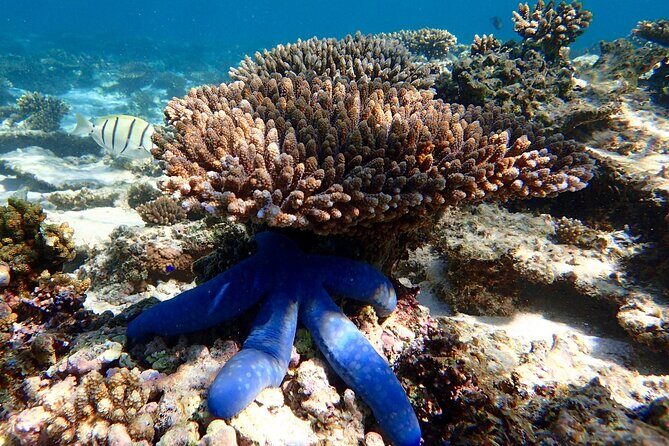 Lagoon Explorer - Ningaloo Reef Full-Day Kayaking and Snorkeling Adventure - FAQ