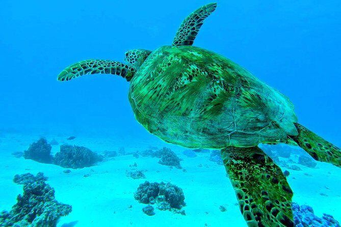 Lagoon Tour - Discover the magnificent lagoon of Moorea - An Authentic Moorea Lagoon Experience