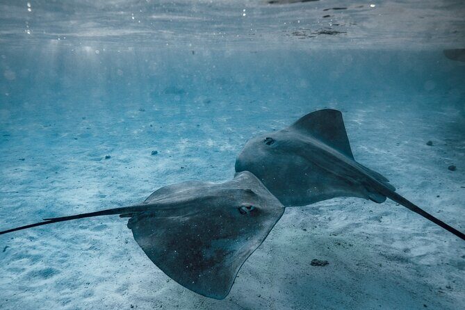 Lagoon Tour - Discover the magnificent lagoon of Moorea - Frequently Asked Questions (FAQs)