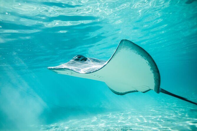 Lagoon Tour in Moorea in Small Group with Lunch - Key Points