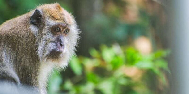 Lagoon Tour to Monkey Island in Negombo - Lagoon Tour to Monkey Island in Negombo: A Balanced Look at a Family-Friendly Adventure